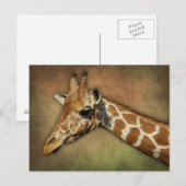 Carte Postale Baby Giraffe (Devant / Derrière)