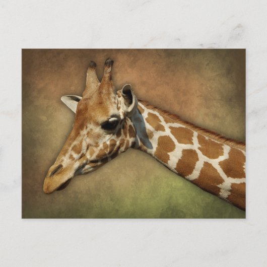 Carte Postale Baby Giraffe (Devant)