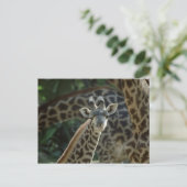 Carte Postale Baby Giraffe (Debout devant)