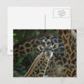 Carte Postale Baby Giraffe (Devant / Derrière)