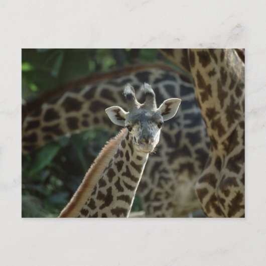 Carte Postale Baby Giraffe (Devant)