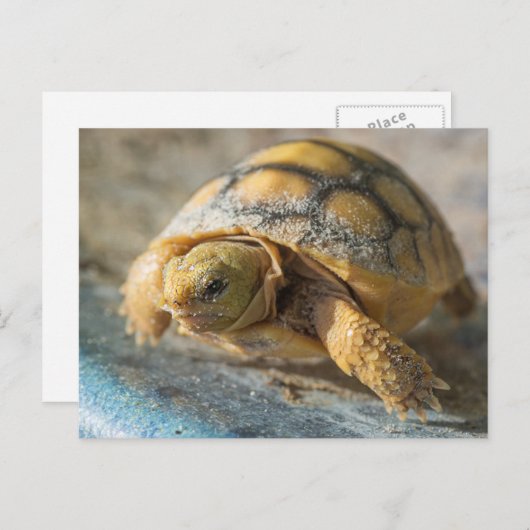 Carte Postale Baby Gopher Tortoise (Devant / Derrière)