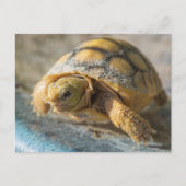 Carte Postale Baby Gopher Tortoise (Devant)