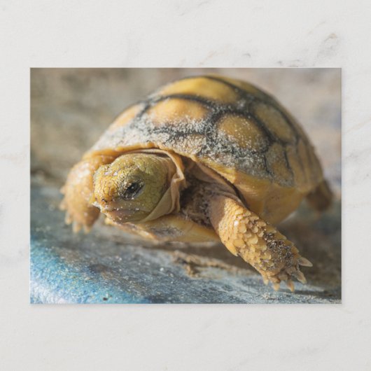 Carte Postale Baby Gopher Tortoise (Devant)