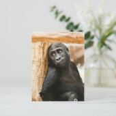 Carte Postale Baby gorilla (Debout devant)