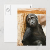 Carte Postale Baby gorilla (Devant / Derrière)