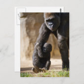 Carte Postale Baby Gorilla (Devant / Derrière)