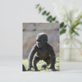 Carte Postale Baby Gorilla (Debout devant)