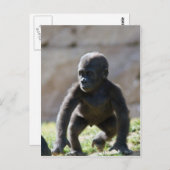 Carte Postale Baby Gorilla (Devant / Derrière)