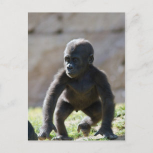 Carte Postale Baby Gorilla