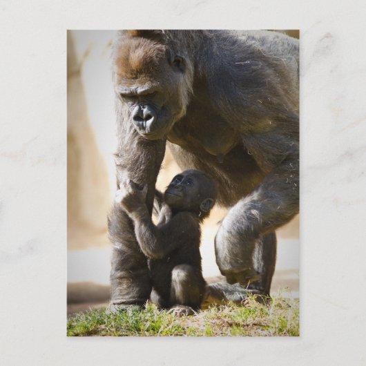 Carte Postale Baby Gorilla (Devant)