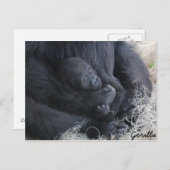 Carte Postale Baby Gorilla (Devant / Derrière)