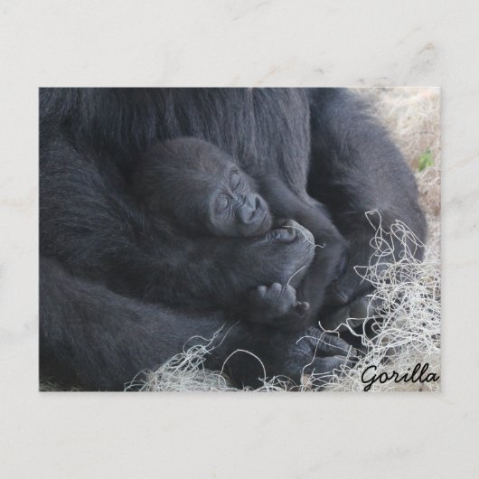 Carte Postale Baby Gorilla (Devant)