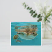 Carte Postale Baby Green Sea Turtle (Debout devant)