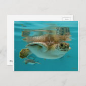 Carte Postale Baby Green Sea Turtle (Devant / Derrière)