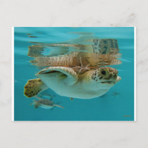 Carte Postale Baby Green Sea Turtle