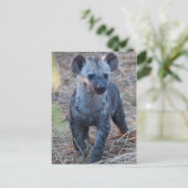 Carte postale Baby Hyena (Debout devant)