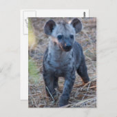 Carte postale Baby Hyena (Devant / Derrière)
