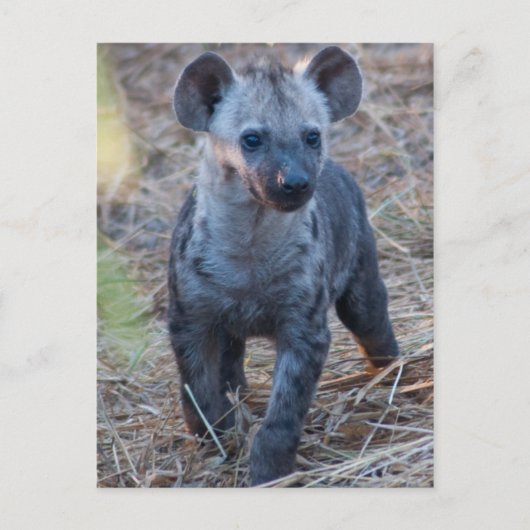 Carte postale Baby Hyena (Devant)