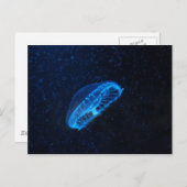 Carte Postale baby jelly fish (Devant / Derrière)