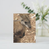 Carte postale Baby Kangaroo (Debout devant)