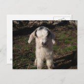 Carte Postale Baby Lamb (Devant / Derrière)