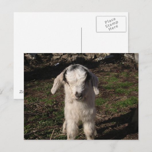Carte Postale Baby Lamb (Devant / Derrière)