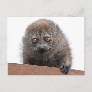 Carte postale Baby Lemur