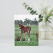 Carte Postale Baby Lynx (Debout devant)