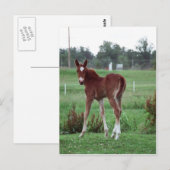 Carte Postale Baby Lynx (Devant / Derrière)