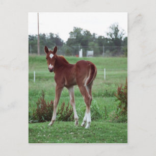 Carte Postale Baby Lynx