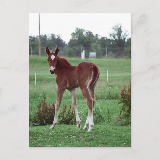 Carte Postale Baby Lynx (Devant)