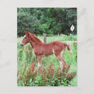 Carte Postale Baby Lynx