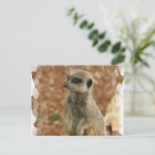 Carte Postale Baby Meerkat (Debout devant)
