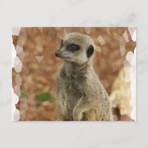 Carte Postale Baby Meerkat