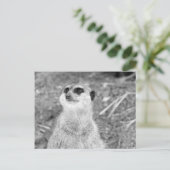 Carte Postale "Baby Meerkat" (Debout devant)