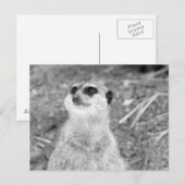 Carte Postale "Baby Meerkat" (Devant / Derrière)