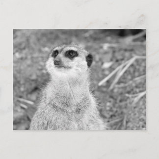 Carte Postale "Baby Meerkat"