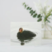 Carte Postale Baby Moorhens (Debout devant)