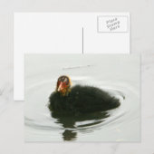 Carte Postale Baby Moorhens (Devant / Derrière)