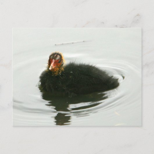 Carte Postale Baby Moorhens (Devant)