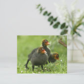 Carte Postale Baby Moorhens, Angleterre. (Debout devant)