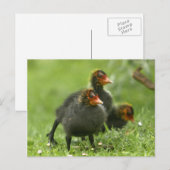 Carte Postale Baby Moorhens, Angleterre. (Devant / Derrière)