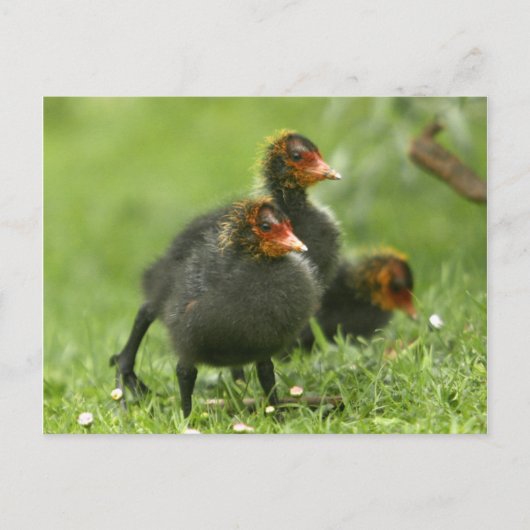Carte Postale Baby Moorhens, Angleterre. (Devant)