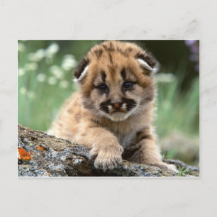 Carte Postale Baby Mountain Lion Cub