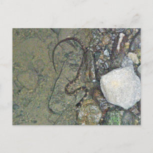 Carte Postale Baby Northern Water Snake (Nerodia sipedon) Articl