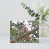 Carte Postale Baby Owl Staring (Debout devant)