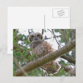 Carte Postale Baby Owl Staring (Devant / Derrière)