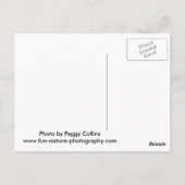 Carte Postale Baby Owl Staring (Dos)