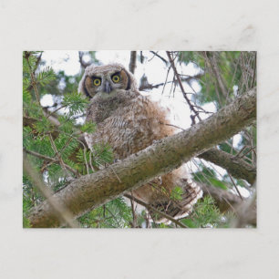 Carte Postale Baby Owl Staring
